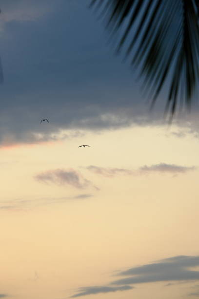 istock background of scenery with leaves and sky during sunset 1871125807