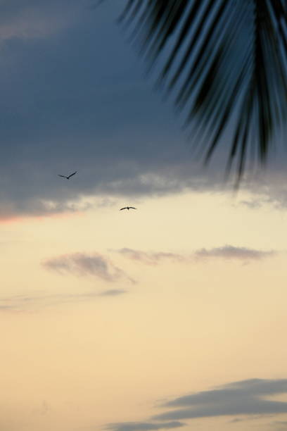 istock background of scenery with leaves and sky during sunset 1871125808