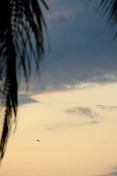 istock background of scenery with leaves and sky during sunset 1871125818