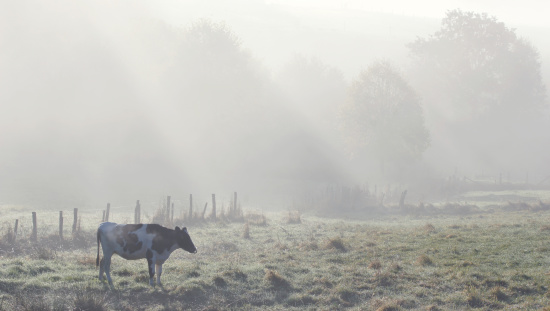 Cow in the morning mist,Eifel,Germany.