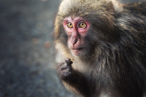 Japanese Macaque Monkey