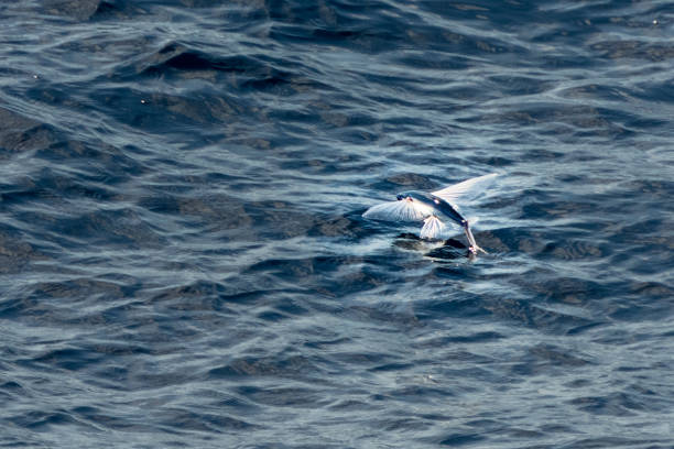istock Flying fish jumping Kagoshima Japan 1871130816