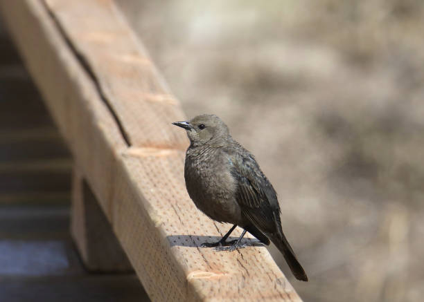 istock Common Grackle (female) (quiscalus quiscula) perched on a wooden boardwalk 1871130911