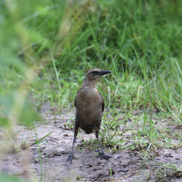 istock Boat-tailed Grackle (female) (quiscalus major) standing on the ground facing the camera 1871130927