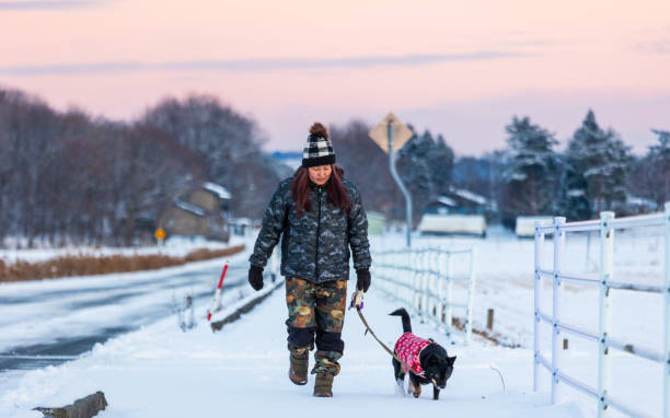 Winter dog walking at sunset in the countryside. The dog is wearing a winter coat to help stay warm.