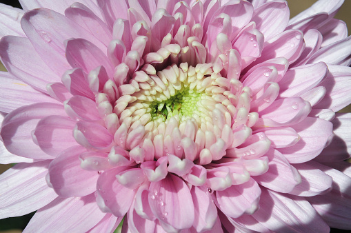 chrysanthemum flowers with pink petals during the day