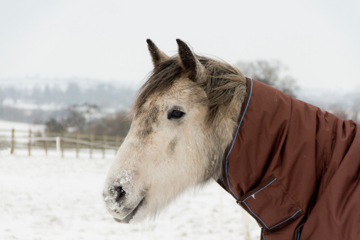 Close up of beautiful grey horse snuggled up in large rug, but showing a snow covered nose on a cold winters day in rural Shropshire, England.