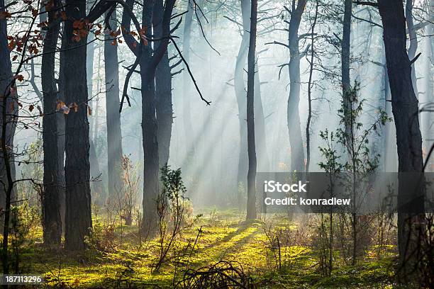 Mglisty Lasrano Słońce Promienie - zdjęcia stockowe i więcej obrazów Bez ludzi - Bez ludzi, Droga, Drzewo