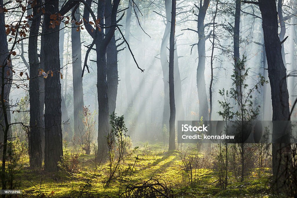 Floresta enevoada manhã de vigas sol - Foto de stock de Bosque - Floresta royalty-free