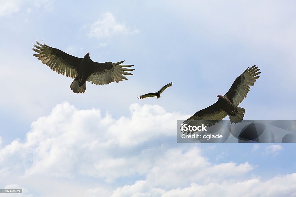 Os abutres e Buzzards abaixo - Foto de stock de Orbitar royalty-free