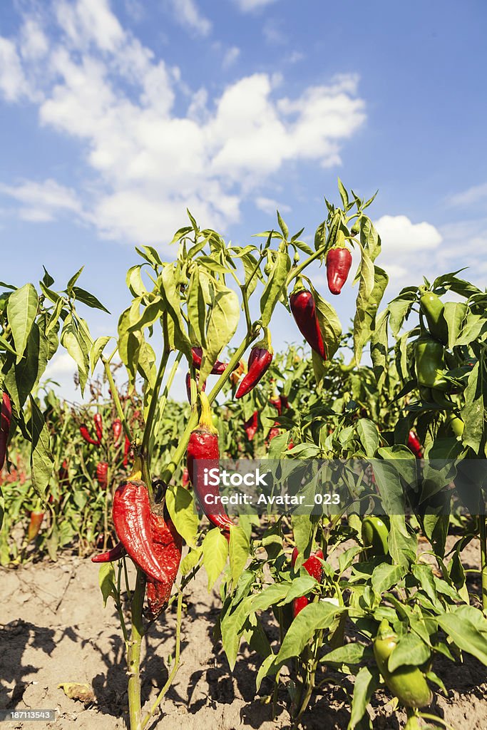 Chillies en campo - Foto de stock de Agricultura libre de derechos