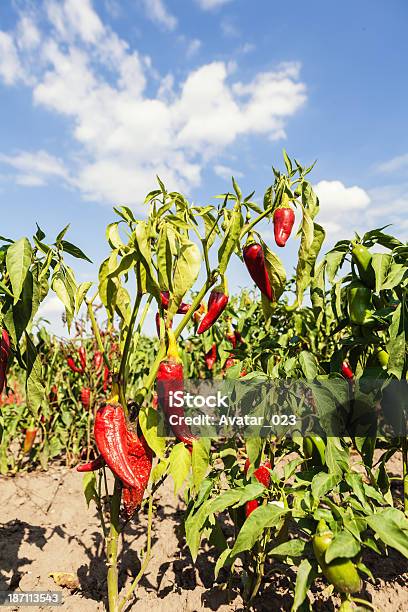 Chillies En Campo Foto de stock y más banco de imágenes de Agricultura - Agricultura, Aire libre, Alimento