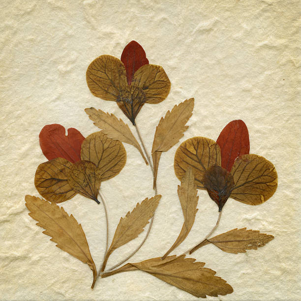istock Craft With Dried Leaves 187113550