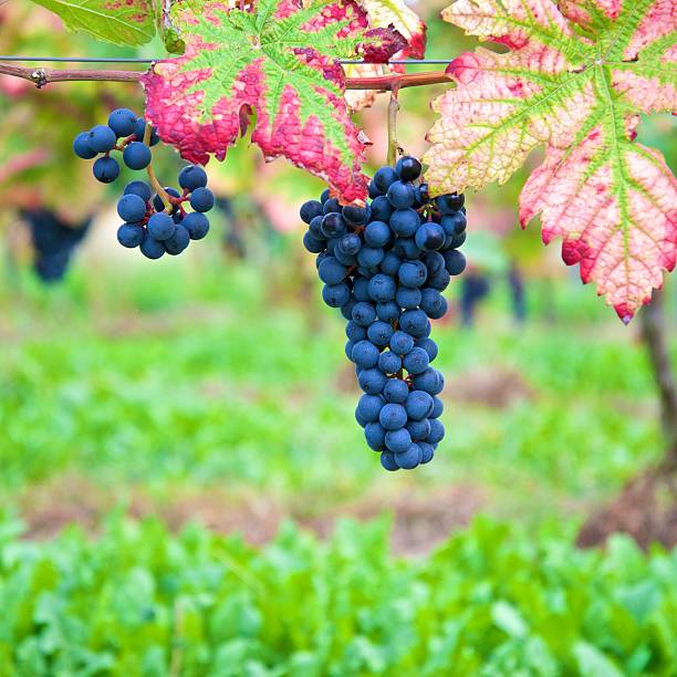 black / red dornfelder grapes in autumn colored vineyard - palatinate, germany