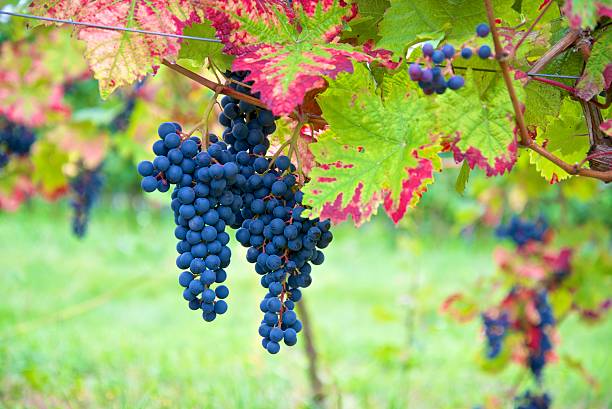 black / red dornfelder grapes in autumn colored vineyard