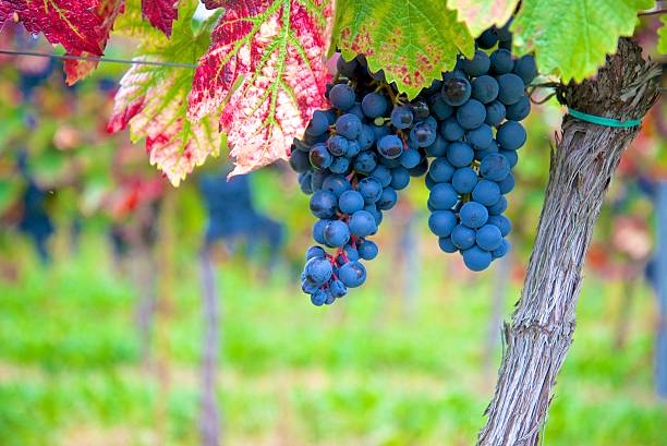 colorful black / red dornfelder grapes in autumn colored vineyard