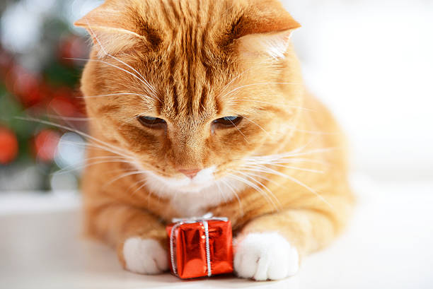 gato de navidad - gift orange green package fotografías e imágenes de stock
