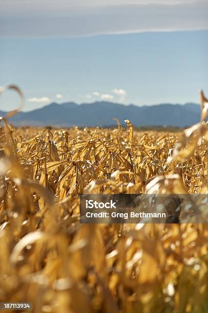 Foto de Cornfield No Colorado e mais fotos de stock de Amarelo - Amarelo, Broomfield - Colorado, Cereal