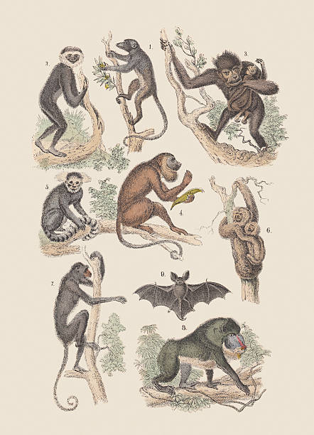 Desenho de um macaco bonito sentado ilustração vetorial macaco desenhado à  mão para colorir
