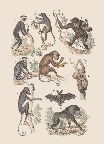 Monkies and bat: 1) Mongoose lemur (Eulemur mongoz), 2) Lar gibbon (Hylobates lar), 3) chimpanzee (pan), 4) Guinea baboon (Papio papio), 5) Common marmoset (Callithrix jacchus), 6) Pale-throated sloth (Bradypus tridactylus), 7) Red-faced spider monkey (Ateles paniscus), 8) Mandrill (Mandrillus sphinx), 9) Particoloured bat (Vespertilio murinus). Hand-colored lithograph, published in 1880.