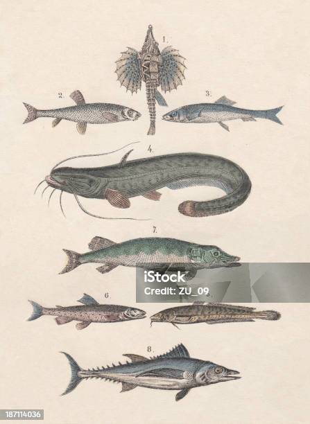 Ryby - Stockowe grafiki wektorowe i więcej obrazów Wels - Wels, Bez ludzi, Bonito - tuńczyk