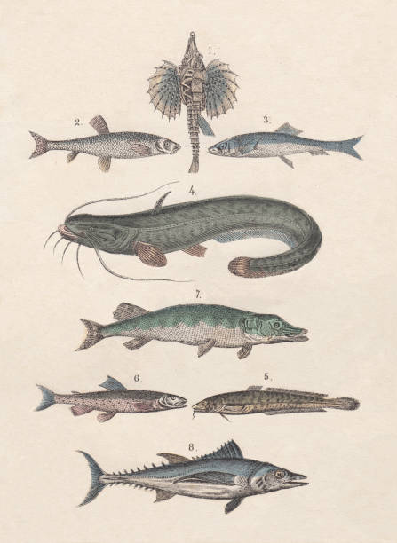 Pisces 1) Little dragonfish (Eurypegasus draconis), 2) Gudgeon (Gobio), 3) Atlantic herring (Clupea harengus), 4) Wels catfish (Silurus glanis), 5) Burbot (Lota), 6) Arctic char (Salvelinus alpinus), 7) Northern pike (Esox lucius), 8) Bigeye tuna (Thunnus obesus). Hand-colored lithograph from my archive, published in 1880. lota stock illustrations