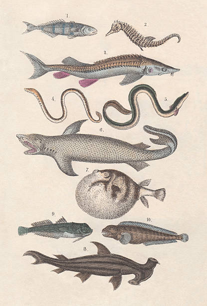 Pisces, hand-colored lithograph, published in 1880 1) Pilot fish (Naucrates ducto), 2) Short-snouted seahorse (Hippocampus brevirostris), 3) Sterlet (Acipenser ruthenus), 4) Sea lamprey (Petromyzon marinus), 5 Freshwater eel (Anguilla), 6) Great white shark (Carcharodon carcharias), 7) White-spotted puffer (Arothron hispidus), 8) Smooth hammerhead (Sphyrna zygaena), 9) Atlantic stargazer (Uranoscopus scaber), 10) Atlantic wolffish (Anarhichas lupus). Hand-colored lithograph from my archive, published in 1880. stargazer fish stock illustrations