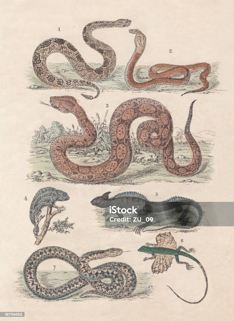 Reptils - Lizenzfrei Lithographie Stock-Illustration