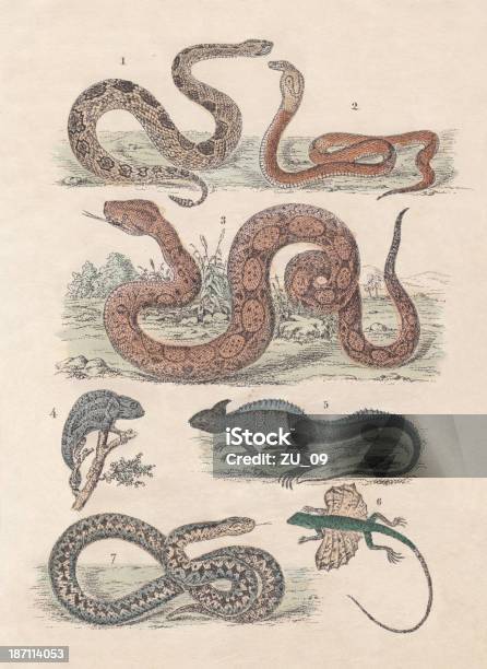 Reptils Stock Vektor Art und mehr Bilder von Lithographie - Lithographie, Helmbasilisk, Boa