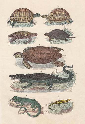 Reptiles: 1) Spur-thighed tortoise (Testudo graeca), 2) Geometric tortoise (Psammobates geometricus), 3) Hawksbill sea turtle (Eretmochelys imbricata), 4) European pond turtle (Emys orbicularis), 5) Green sea turtle (Chelonia mydas), 6) Spectacled caiman (Caiman crocodilus), 7) Green Iguana, 8) Fire salamander (Salamanra). Hand-colored lithograph, published in 1880.