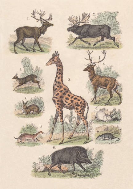 Mammals, hand-coloured lithograph, published in 1880 1) Reindeer (Rangifer tarandus), 2) Moose (Alces), 3) Giraffe (Giraffa camelopardalis), 4) Red deer (Cervus elaphus), 5) Musk deer (Moschus moschiferus), 6) Rabbit (Oryctolagus cuniculus), 7) European hare (Lepus europaeus), 8) Middle European weasel (Mustela nivalis vulgaris), 9) Shrew (sorex vulgaris), 10) Wild boar (Sus scrofa). Hand-colored lithograph, published in 1880. moschus stock illustrations