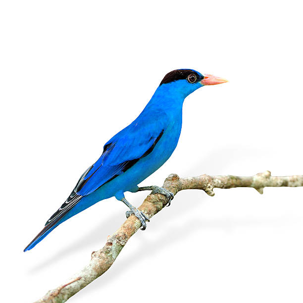 istock Fancy of Blue Bird (Black-naped Oriole) isolated on white background 187114238