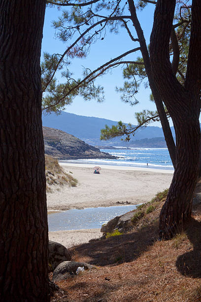 istock Beautiful Galician beach behind pine trees 187114239