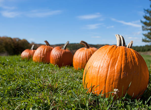 istock Pumpkins In The Morning Sun 187114442