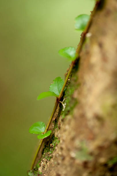 Creeper Plant Selective focus of a creeper plant. fz009 stock pictures, royalty-free photos & images