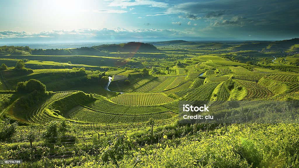 Vineyards in summer Seen in the Kaiserstuhl region, Bickensohl Vineyard Stock Photo