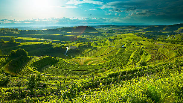 Vineyards in summer Seen in the Kaiserstuhl region, Bickensohl baden württemberg stock pictures, royalty-free photos & images