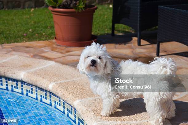 Guay Foto de stock y más banco de imágenes de Al lado de la piscina - Al lado de la piscina, Animal, Animal macho