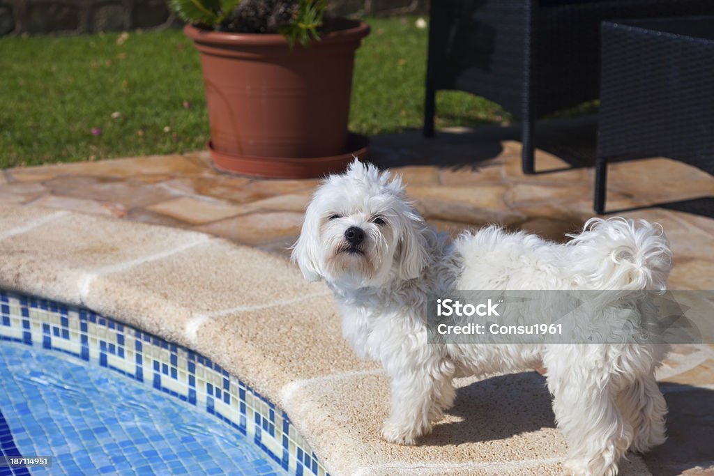 Guay! Maltese Young enjoying a holiday in a villa with pool on the Golden Coast, Tarragona, Catalonia, Spain. Animal Stock Photo