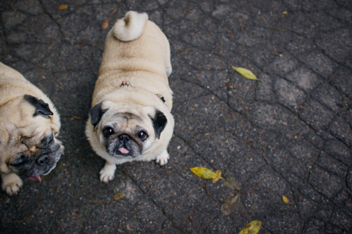 Two pugs walking in autumn park after rain