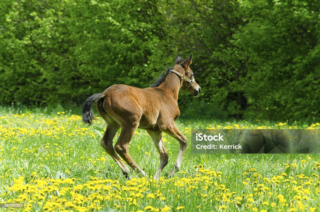 Warmblood Fohlen galloping - Lizenzfrei Agrarbetrieb Stock-Foto