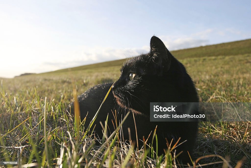 Czarny Kot na trawie - Zbiór zdjęć royalty-free (Chmura)
