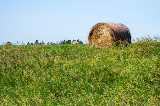 Haystacks in farmland: bales scattered across a field, with a water tower and mountains visible on the horizon against a blue sky in Pennsylvania farmland