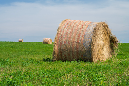 Hay bale in the field