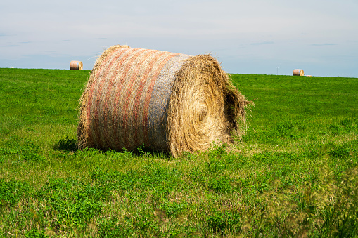 The yellow straw or hay texture backdrop. background for design.