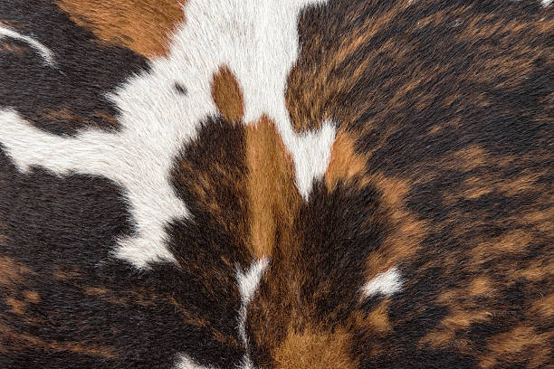 istock real cow skin fur 187115694
