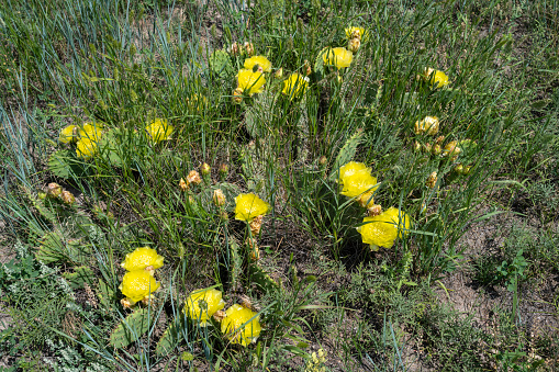 Flowering cactus, South Dakota, USA