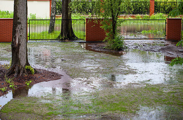 luz de difusión de haz de resorte - wet fotografías e imágenes de stock