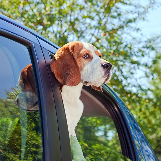 istock travel in the blue car 187115811