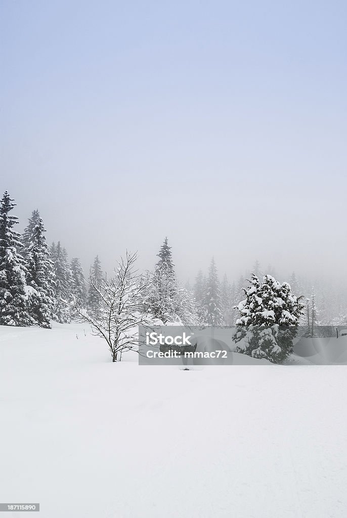 Paisagem do inverno com neve e árvores - Foto de stock de Ajardinado royalty-free